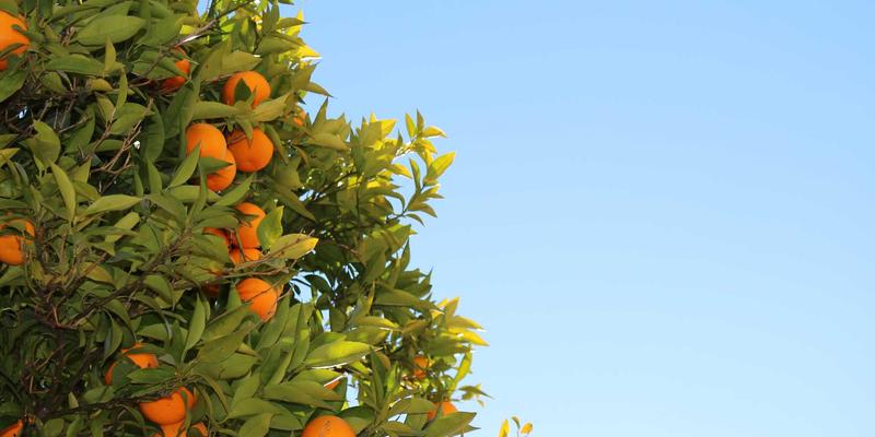 小罗马是什么?探索罗马美食与意大利旅行的独特魅力