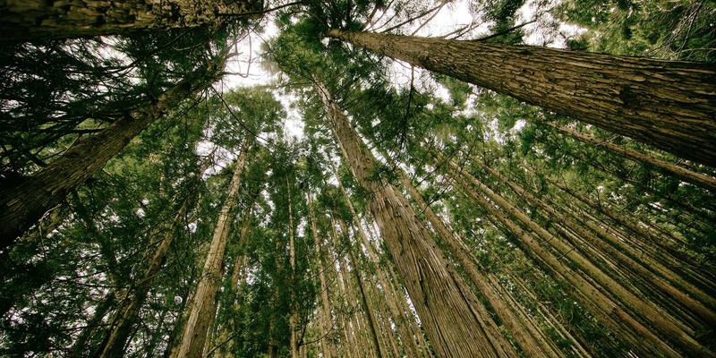 穿越时空的建筑诗篇：哈德良皇帝的遗产与罗马深度自由行定制指南